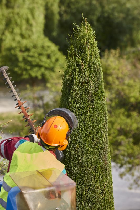 Tree Trimming Service