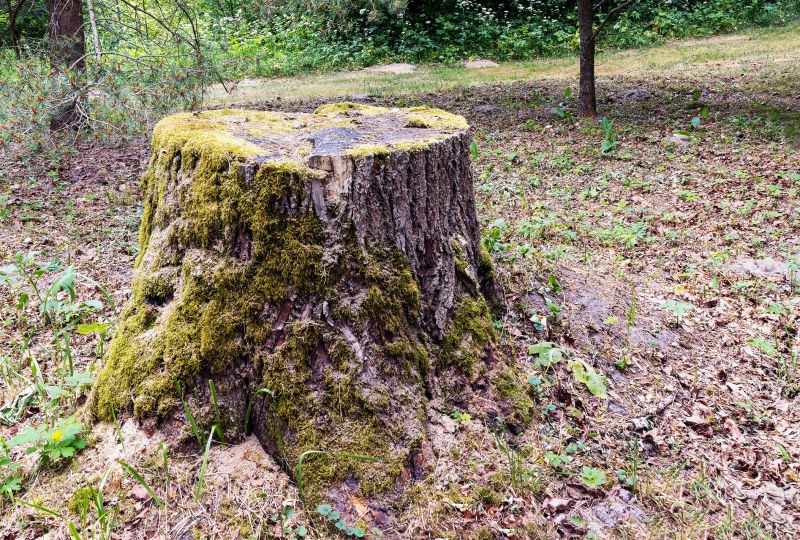Tree Trunk Removal in Waldorf, MD